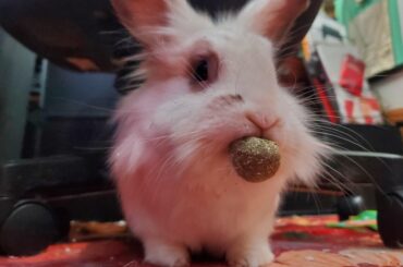 Edwin qnd His Treat Ball