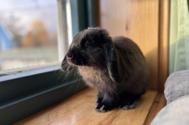Peeing outside the toilet