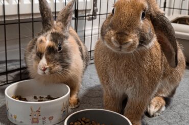 Litter tray / toilet advice