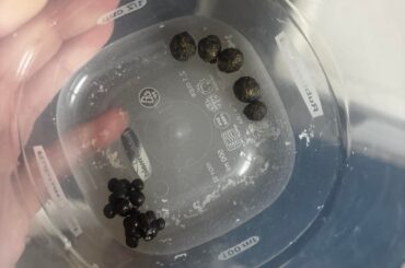 Bunny poop was small and clumped together, now a couple hours later back to normal. Should I still take her to the vet?