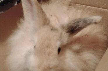 I got her home!! The one from the petstore for those following... She's scared of me it seems and she has SO much bedding stuck in her fur especially on her tummy