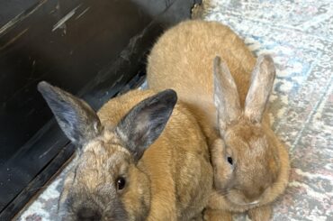 Help to make my bunnies feel more at home!