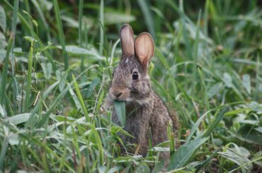 Eastern Cottontail having a snack