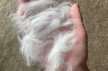 Rabbit pulled out fur?