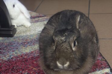 toxic relationship :( bun is annoying his bonded partner