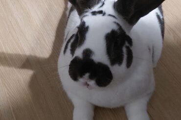 Does anyone has what kd consider ro be minor matting on their rabbits cheeks where they can groom themselves?  I can always get them with time & patience. He hates ir but knows I'm doing it to help him. He currently has 1 on each side. Its a very small piece of something I can see & feel 🤔