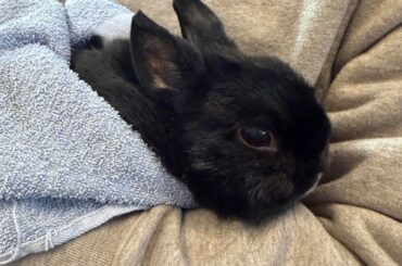 She was 2 days away from turning 11 🖤