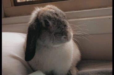 How to get my frappe to drink more water?