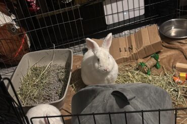 bonding = sleeping on the couch…