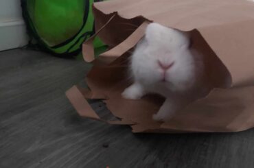 Valentines this year marks 1 year without Sive 💔 I miss her so much.