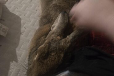 She kinda looks like a boomerang