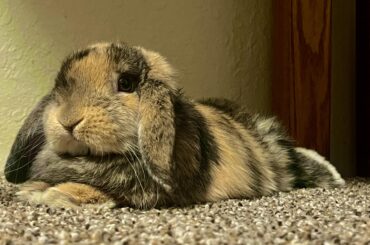 She’s trying out for her modeling career.