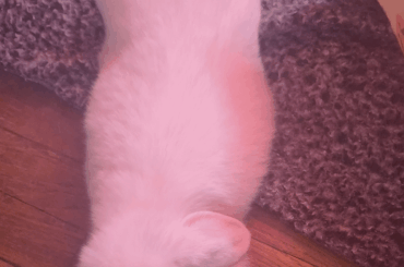 ISO: Front Bunnie Paws