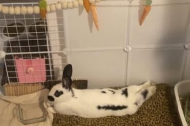 First time rabbit parent and I’m completely mesmerized.