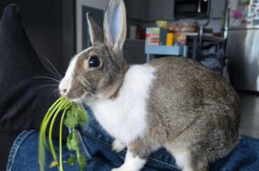 WHAT IS THIS THING????