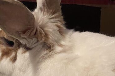 Mohawk? What do you call this part between their ears? It’s one of my favorite things about her❤️. Perfect for kissing and that sweet grassy bunny smell