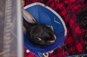 Bunny and her cone