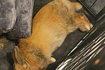 She prefers the floor rather than that soft cozy bed smh