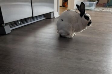 Worried, no vet until Tuesday