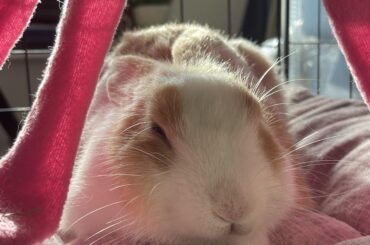 How do you guys stop your rabbit from gnawing on the carpet edges?