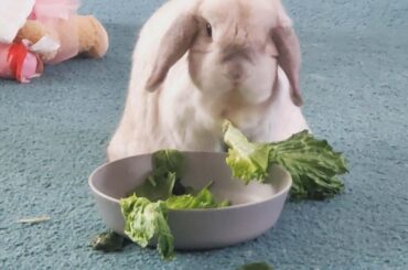 Getting my bunny with e cuniculi a friend