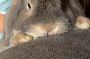 Does anyone know a of a rescue or a person for a grey Holland lop in Texas