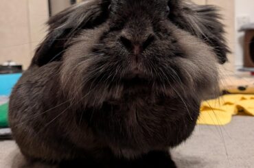 Little Eisa says Hello!