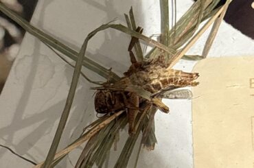 I found a grasshopper (I think?) in my bunnies hay.