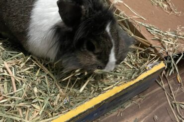 making a nest (and a mess) she is spayed