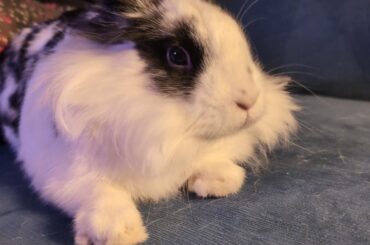 The sassiest rabbit I've ever met.