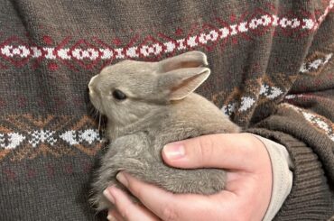 Questioning my rabbit’s age