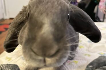 Teddy’s word is law!