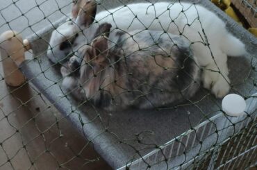 Oh how nice it must be to be a bunn in our household 🥹❤️