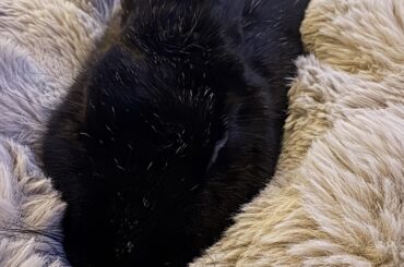 My rabbit loves the heated blanket