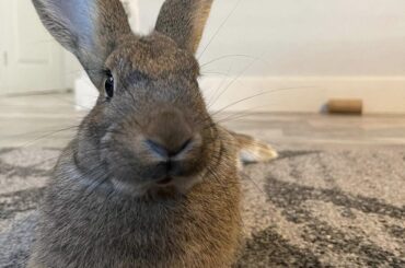 RIP .. Toki the sweetest boy ever💔 he was only 5 1/2