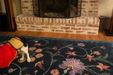 Does anyone else have a bunny that is obsessed with the fireplace? She will do her pellet puzzles in there; flop; sentinel etc.