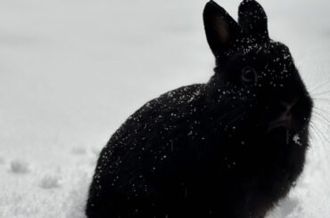 Burnt marshmallow in the snow