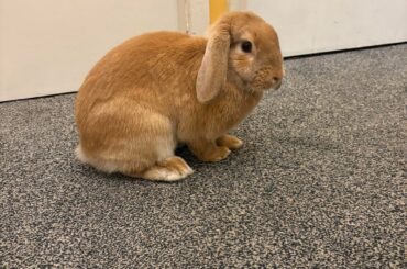 Can anyone help identify her breed/ how big she will get