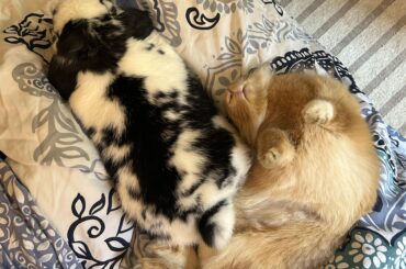 She nearly rolled of the couch with this flop