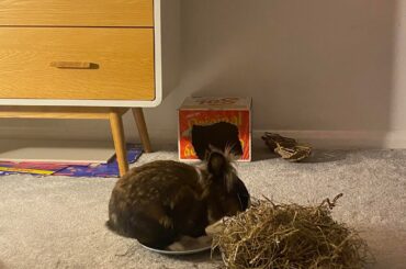 Enjoy our bun on his plate