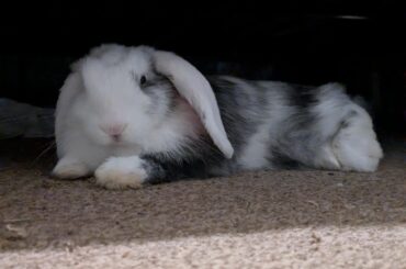 Desperate for advice (destructive rabbit)