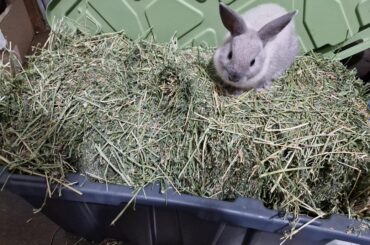 Scrooge McBun sitting on his hoard.