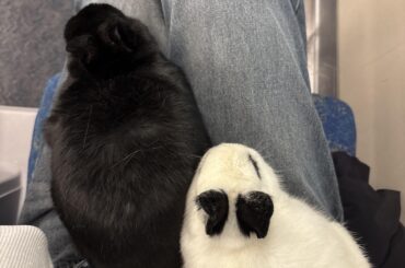 Surgery for abscess. Need opinion on optional treatments!!