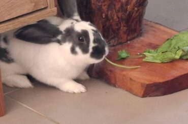 Goodbye my little bun