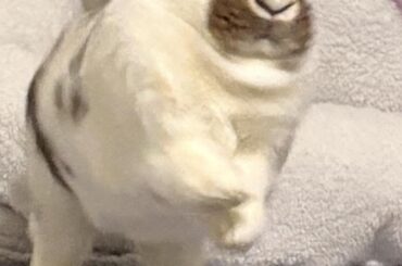 Does your Bunn make faces while mid-Bink?