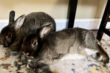 Crusher mostly poses like this