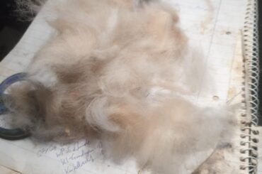 Brushing the lionheads. They hate me now 🙃