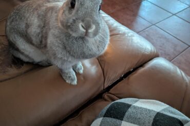 What breed is my baby?