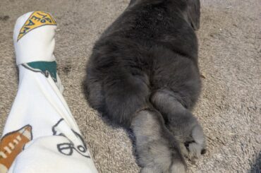 Spaying my Blueberry