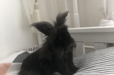 Indoor rabbit with fleas - no other pets, could it be hay?